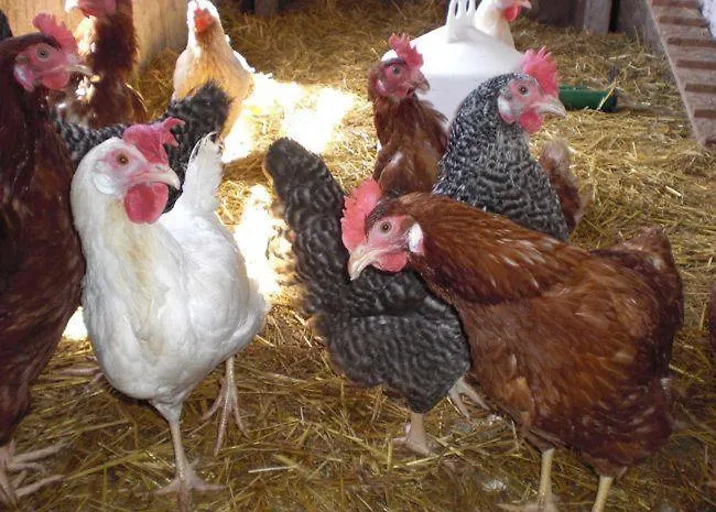 Appartement Ferienwohnung-talblick Titisee-Neustadt